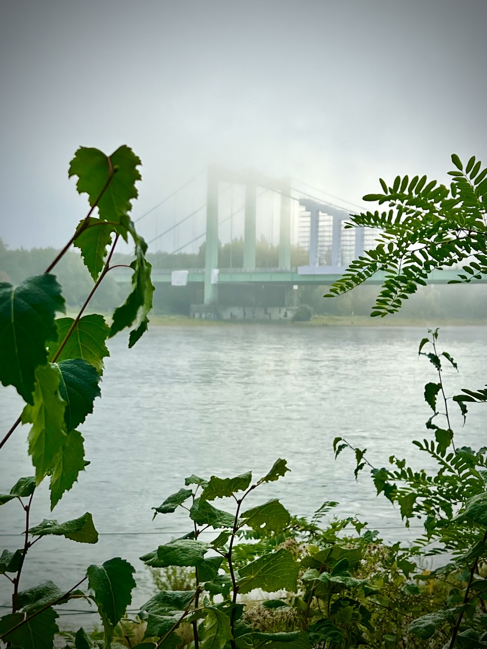 Rodenkirchener Brücke